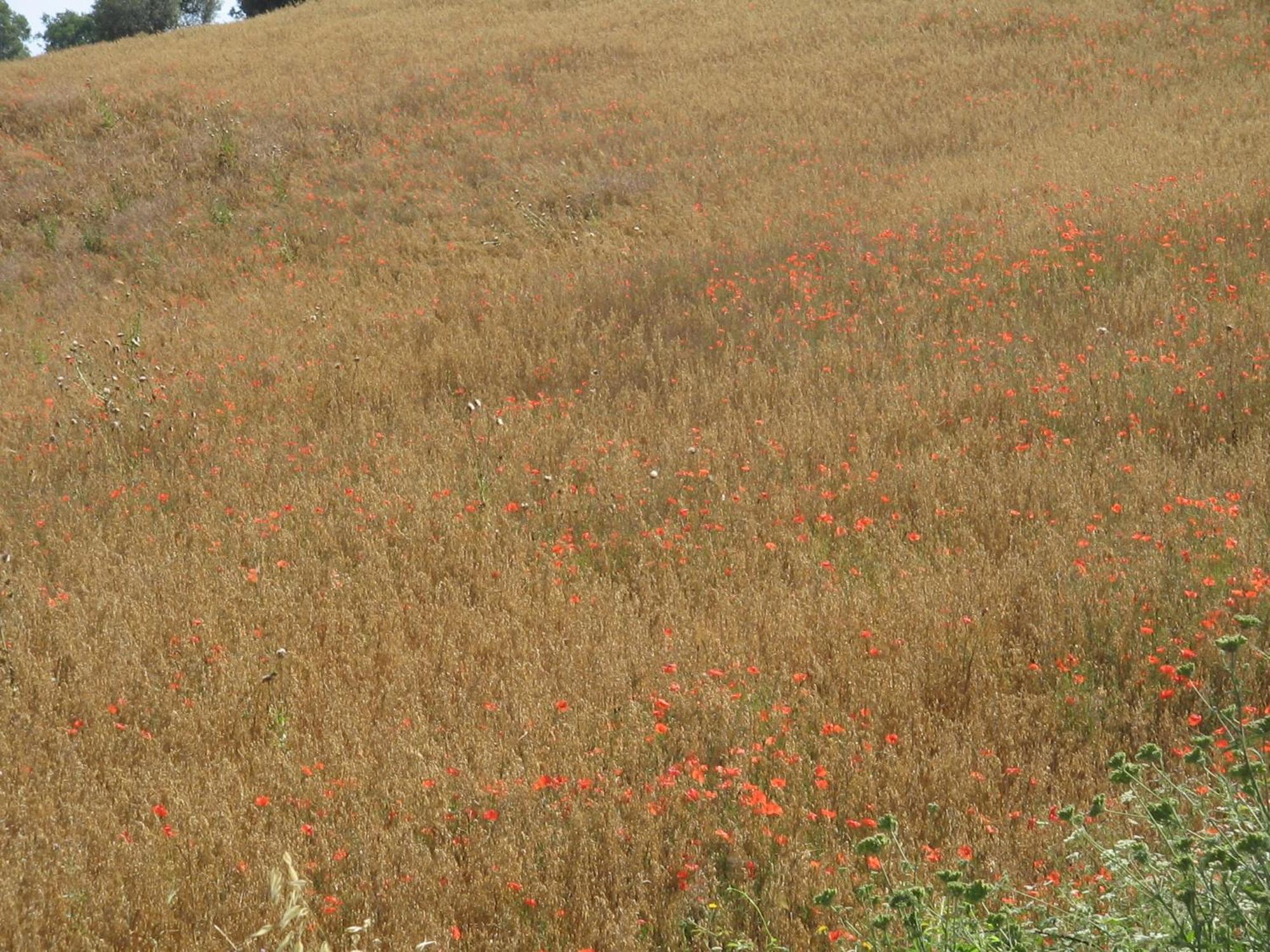 Agriturismo Cavallin Del Bufalo Manciano Dış mekan fotoğraf